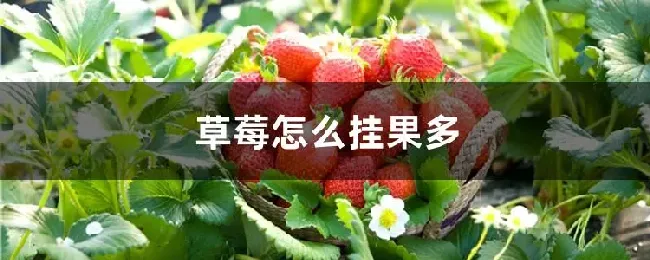 草莓怎么挂果多