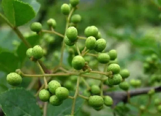 种植前景|青花椒种植条件 种植适宜的气候