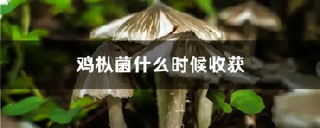 鸡枞菌什么时候收获