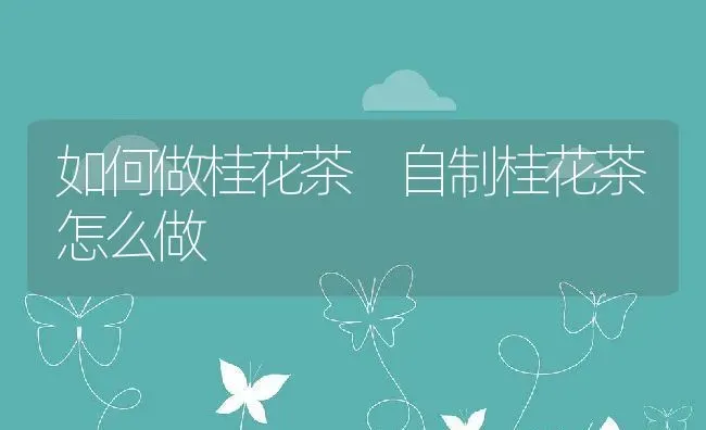 如何做桂花茶 自制桂花茶怎么做 | 养殖资料投稿