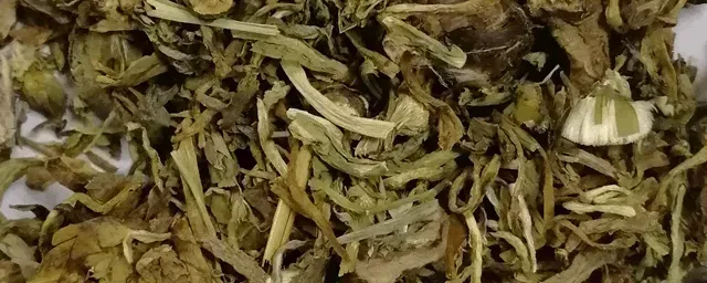 蒲公英种植时间