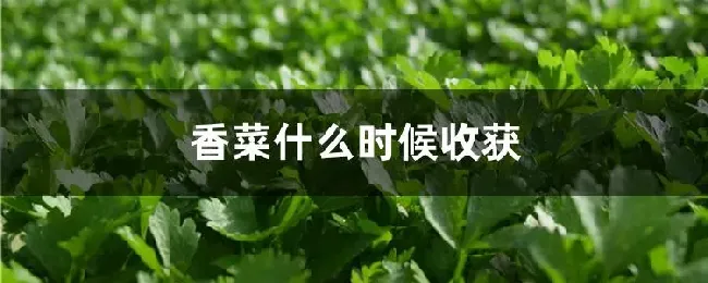 香菜什么时候收获