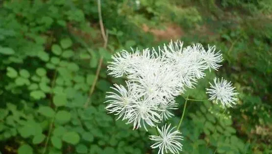 唐松草的功效与作用 唐松草怎么养殖