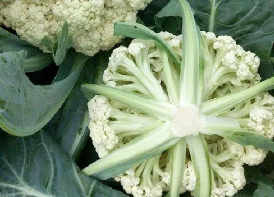 蔬菜|菜花是什么菜