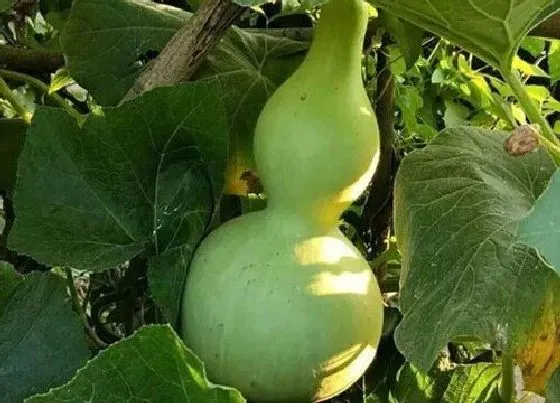 蔬菜|葫芦是什么菜