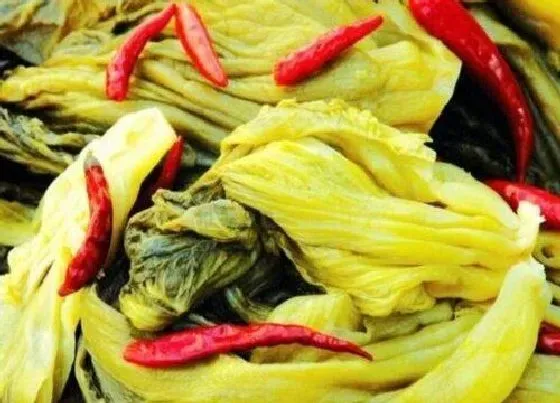 蔬菜|酸菜是什么菜