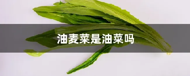 油麦菜是油菜吗