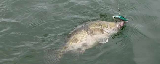 钓桂鱼的最佳时间？