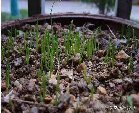 种菜|家庭阳台种植韭菜的方法（自家阳台种韭菜长得又肥又壮）