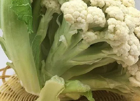 蔬菜|菜花是什么菜