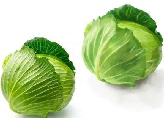 蔬菜|包菜是什么菜