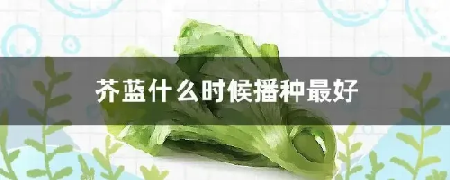 芥蓝什么时候播种最好