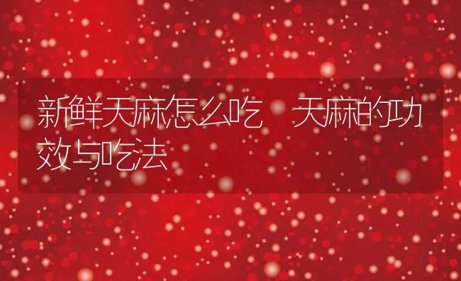新鲜天麻怎么吃 天麻的功效与吃法 | 养殖资料投稿