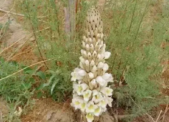 种植前景|肉苁蓉亩产量多少斤 种植成本及利润