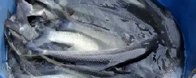 银鳕鱼养殖条件和鳕鱼有什么区别