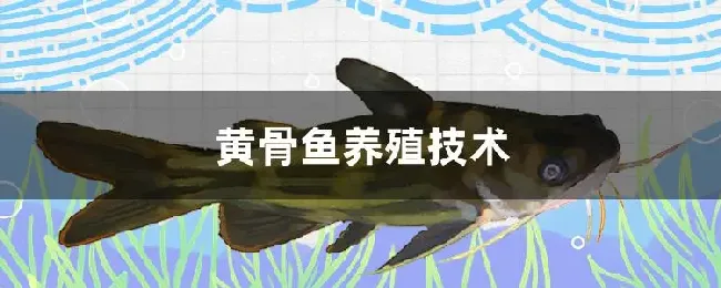 黄骨鱼养殖技术