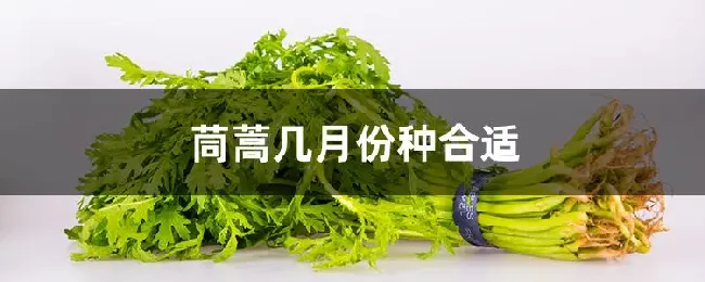 茼蒿几月份种合适