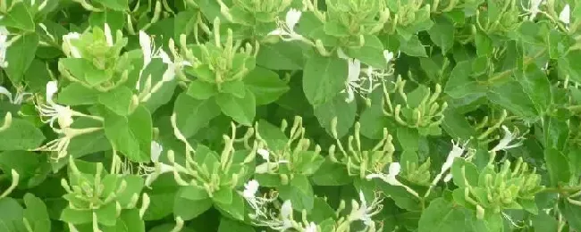 金银花一亩利润多少种植前景如何