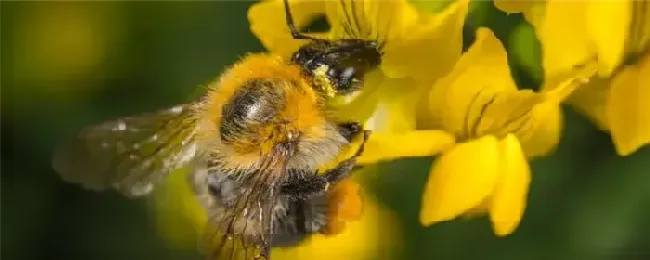 蜜蜂怕什么气味