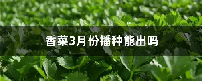 香菜3月份播种能出吗