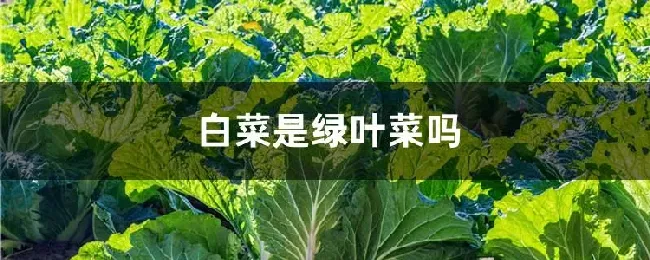 白菜是绿叶菜吗