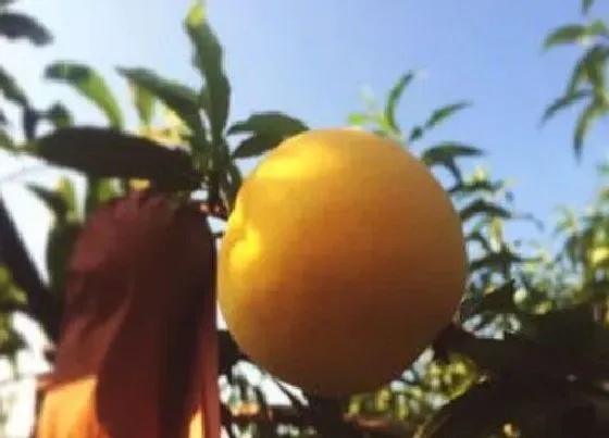 种植前景|黄桃种植条件 适合栽种区域的气候要求