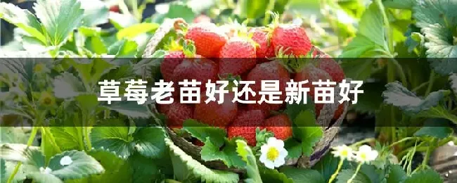 草莓老苗好还是新苗好