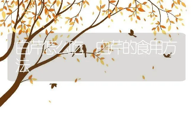 白芹怎么吃 白芹的食用方法 | 养殖资料投稿