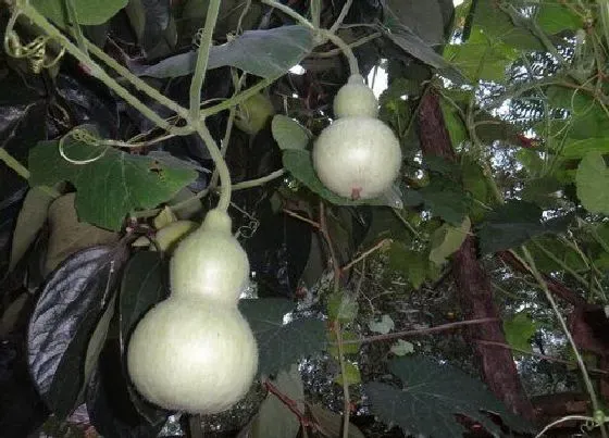 蔬菜|葫芦是什么菜
