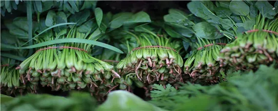 大叶菠菜种植间距