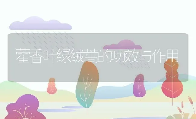 藿香叶绿绒蒿的功效与作用 | 养殖资料投稿