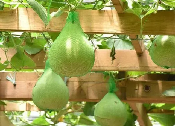 蔬菜|葫芦是什么菜