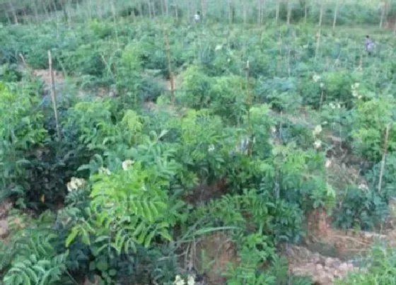种植前景|种植牛大力赚钱吗 种植前景与利润如何