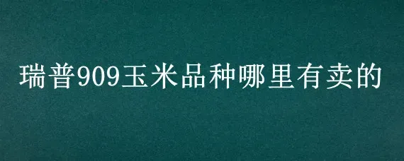 瑞普909玉米品种哪里有卖的