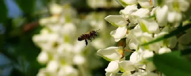 洋槐蜜和槐花蜜的区别？