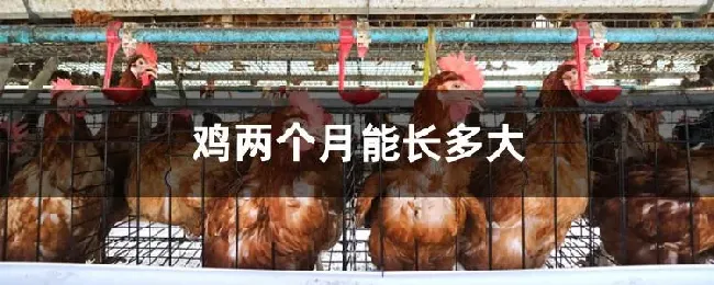 鸡两个月能长多大