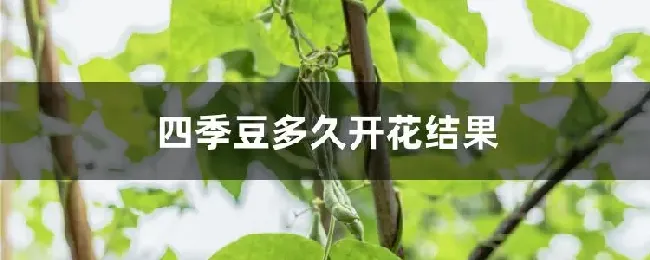 四季豆多久开花结果