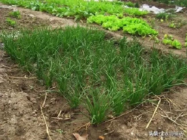 种菜|家庭阳台种植韭菜的方法（自家阳台种韭菜长得又肥又壮）