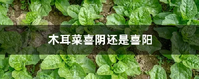 木耳菜喜阴还是喜阳