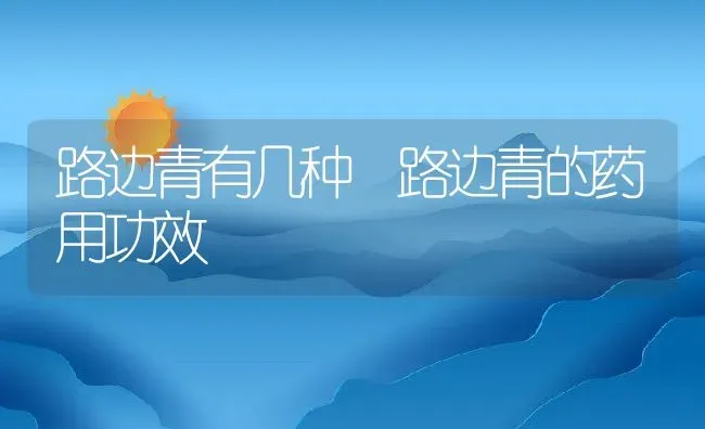 路边青有几种 路边青的药用功效 | 养殖资料投稿