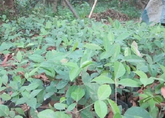 种植前景|种植牛大力赚钱吗 种植前景与利润如何