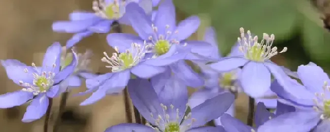 紫罗兰什么季节开花？紫罗兰是哪个季节的花