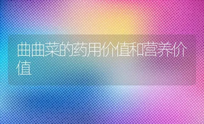 曲曲菜的药用价值和营养价值 | 养殖资料投稿