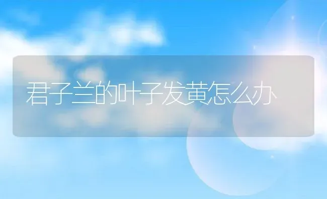 君子兰的叶子发黄怎么办 | 养殖资料投稿
