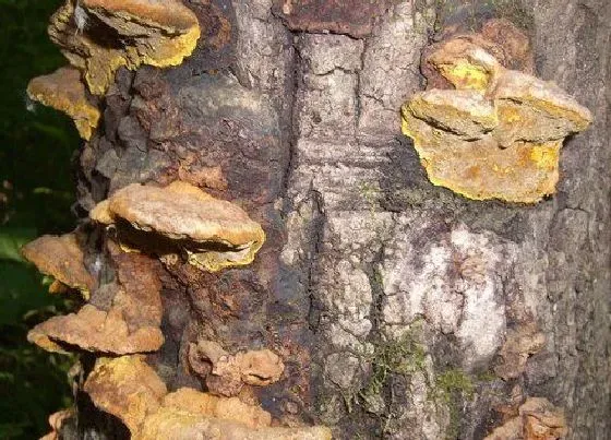 种植前景|人工种植桑黄利润和风险（种植桑黄需要投资成本及利润）