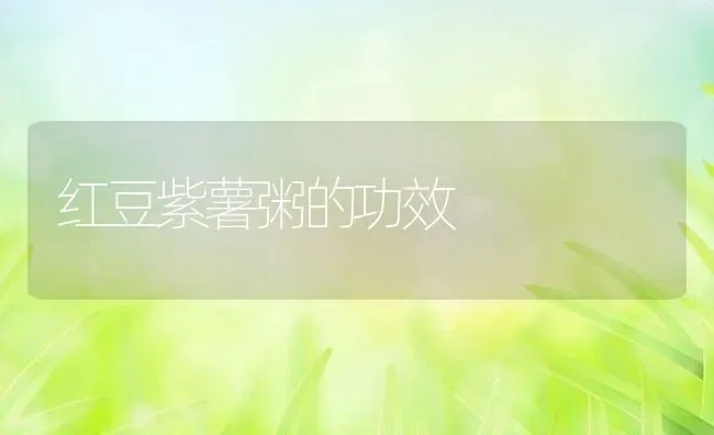 红豆紫薯粥的功效 | 养殖资料投稿