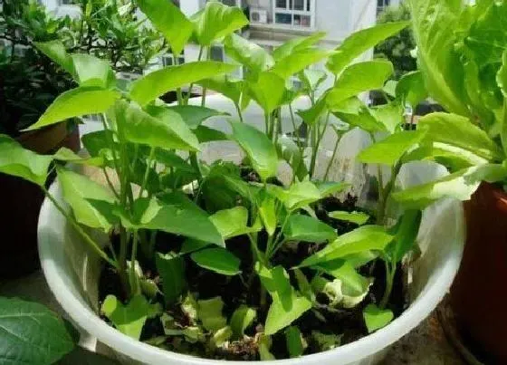 蔬菜|空心菜是什么菜