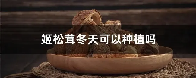 姬松茸冬天可以种植吗