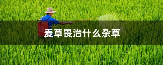 麦草畏治什么杂草