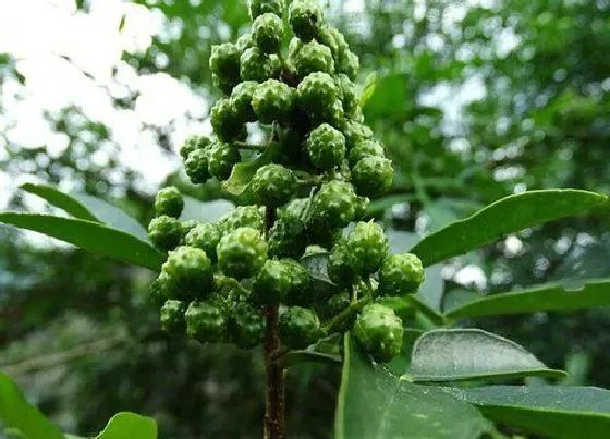 种植前景|青花椒种植条件 种植适宜的气候